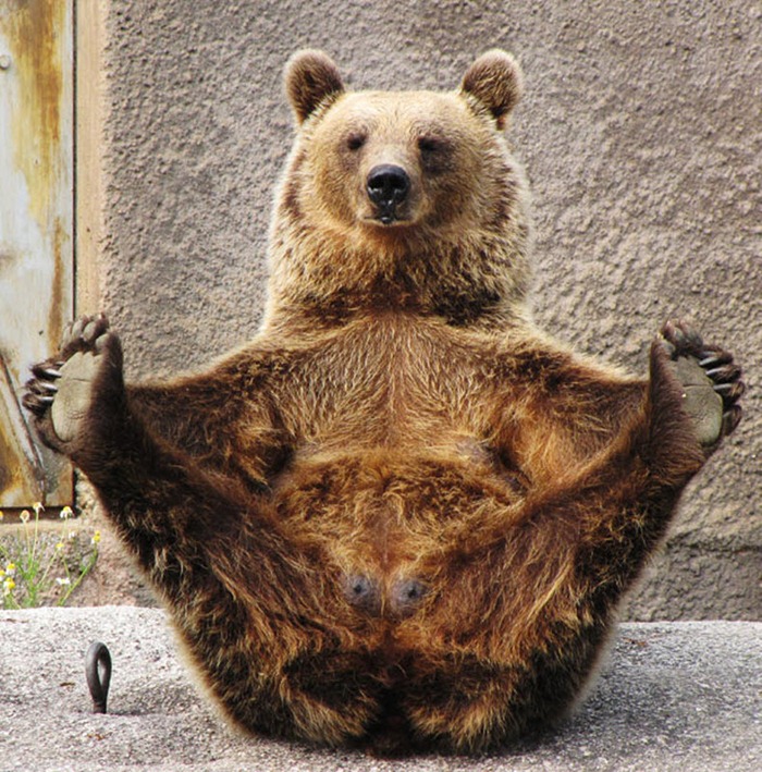 The Bear Who Practices Yoga Amusing